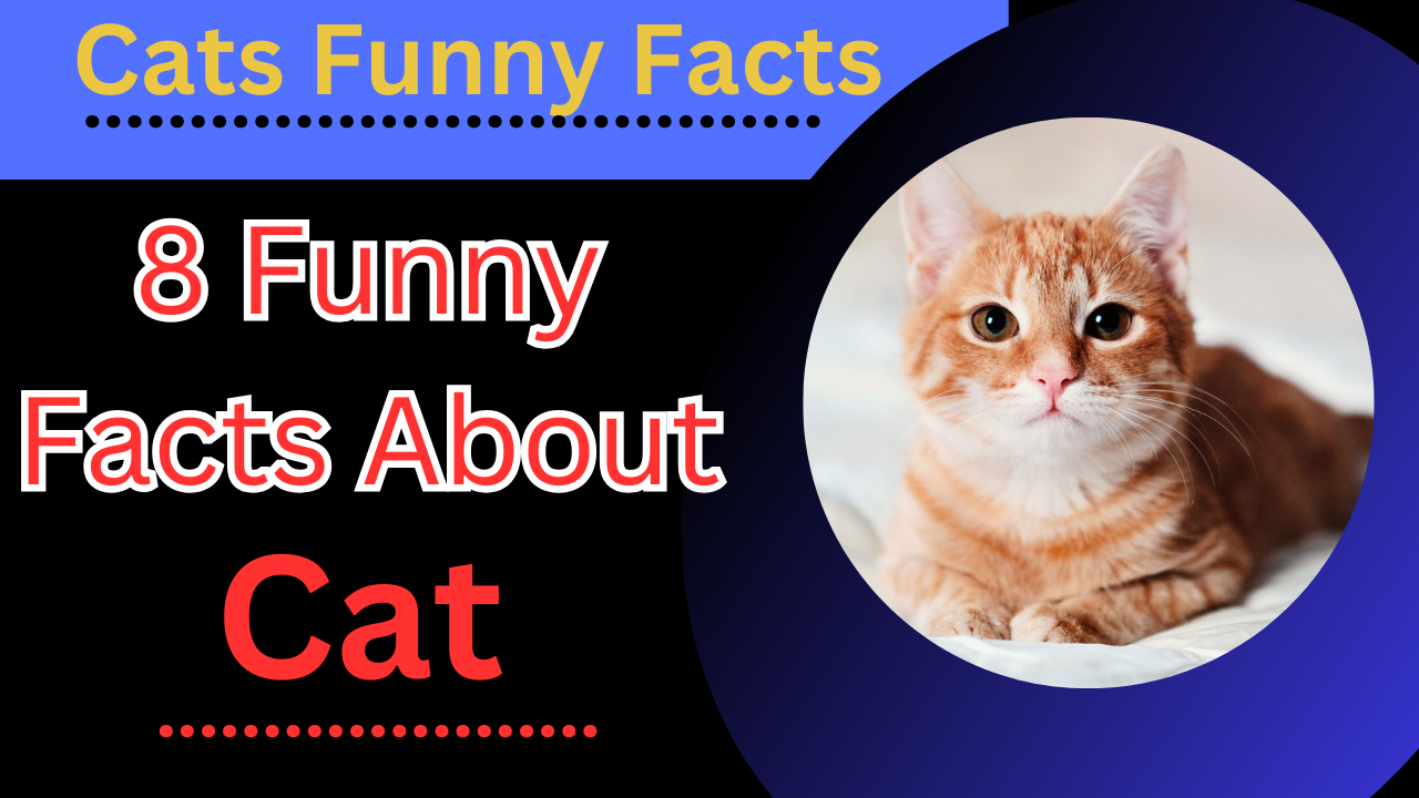 8 Funny Facts About Cat