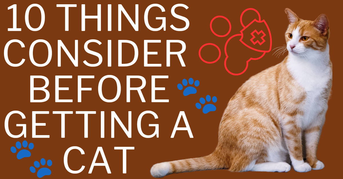 Ten Things to Consider Before Getting a Cat Adoptation