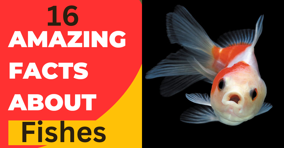 16 Amazing Facts About Fish