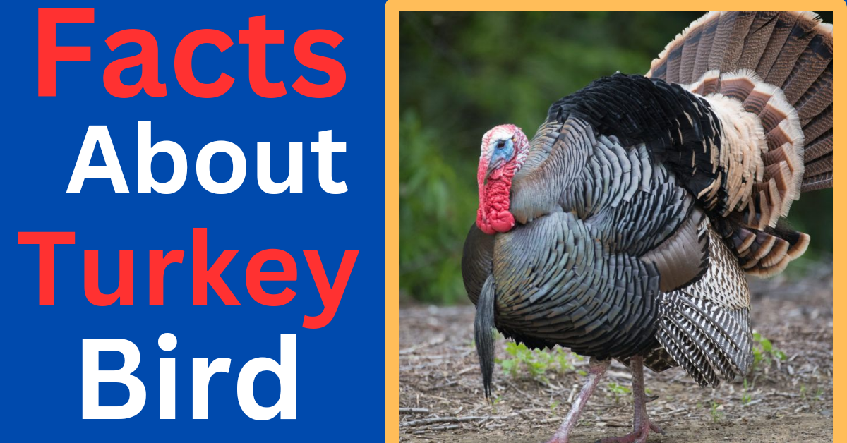 Facts About Turkeys Bird