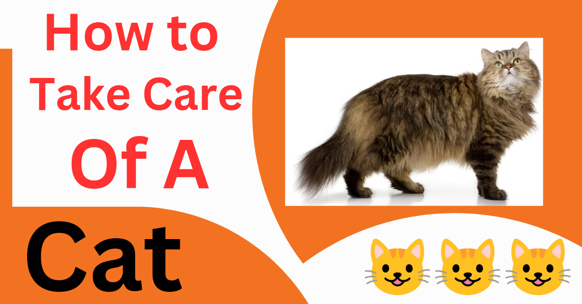 How To Take Care Of A Cat