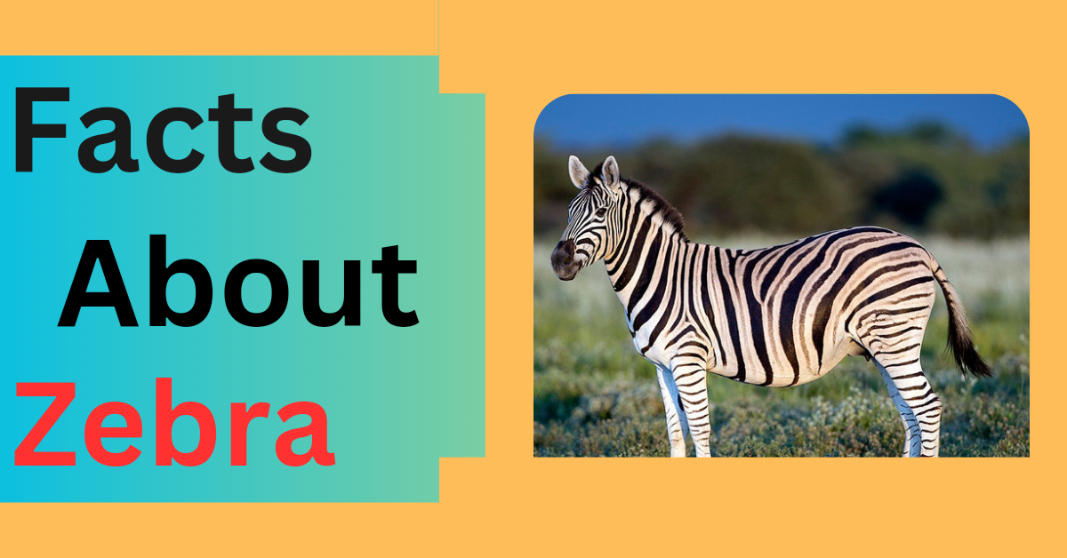 Amazing Facts About Zebra