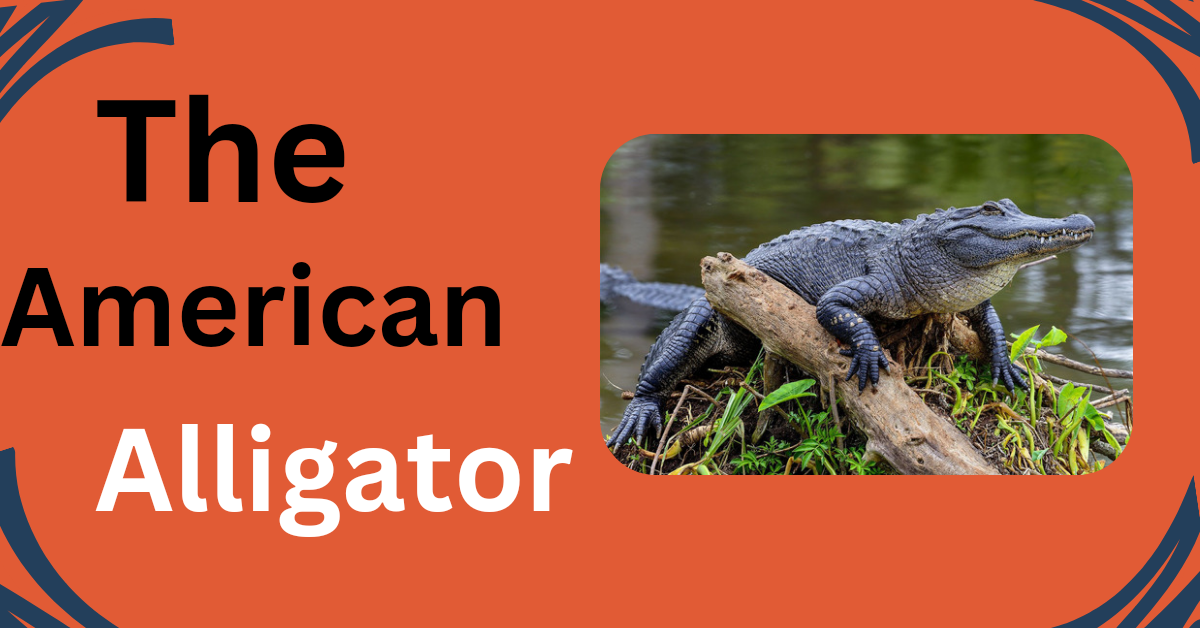 American Alligator