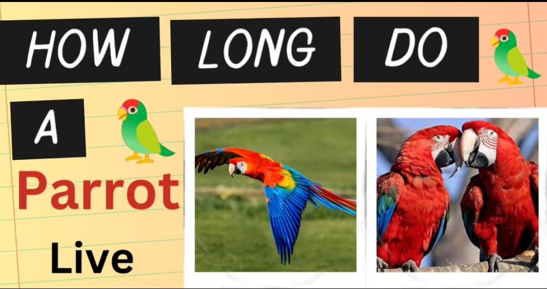 How Long Do Live A Parrot