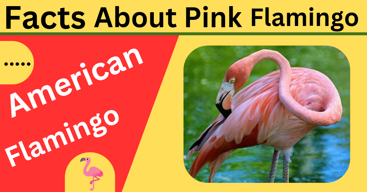 Facts About Pink Flamingos