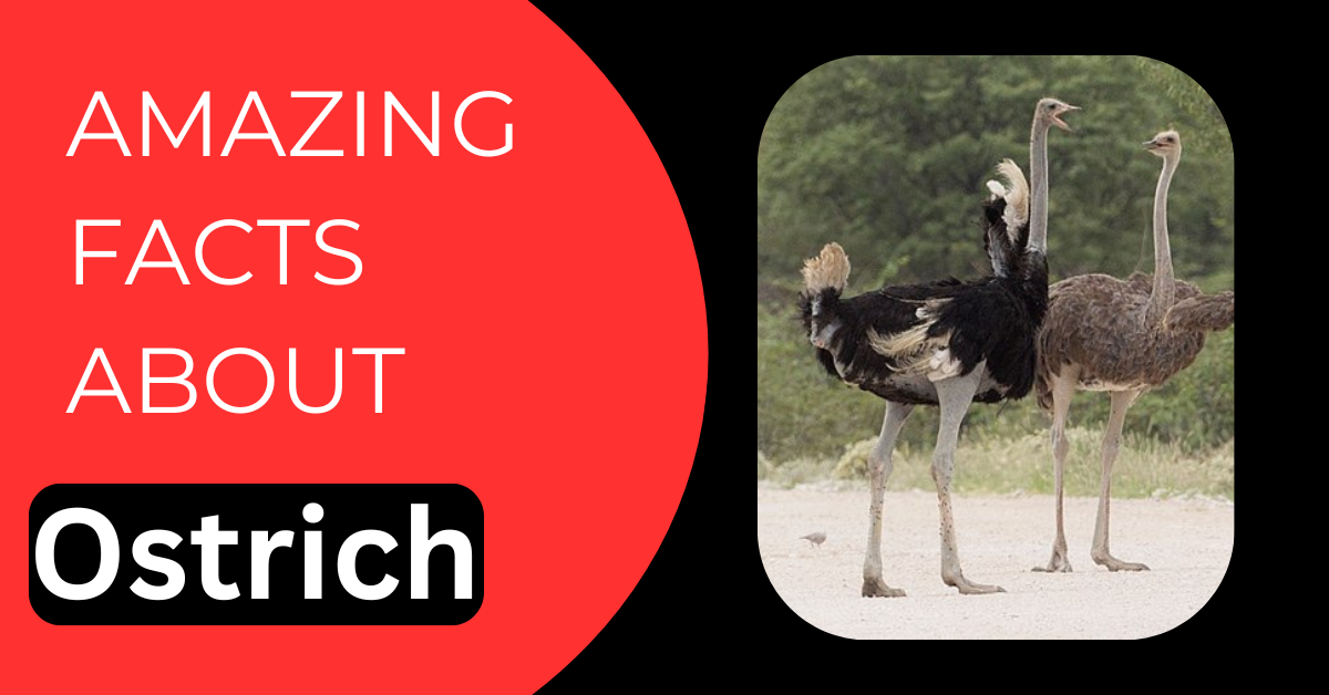 Amazing Facts About Ostrich