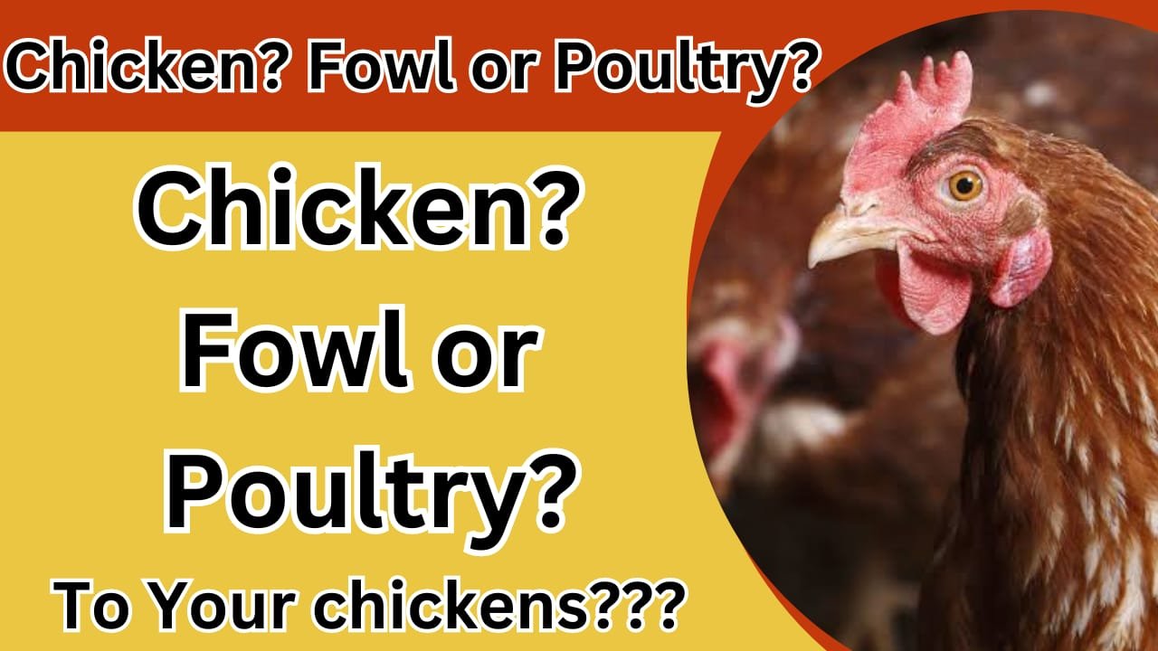 Chicken ? Fowl or Poultry ?