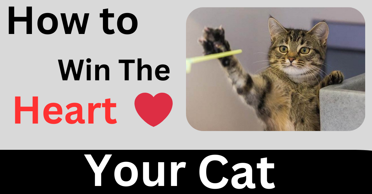 How to Win Yours Cat's heart