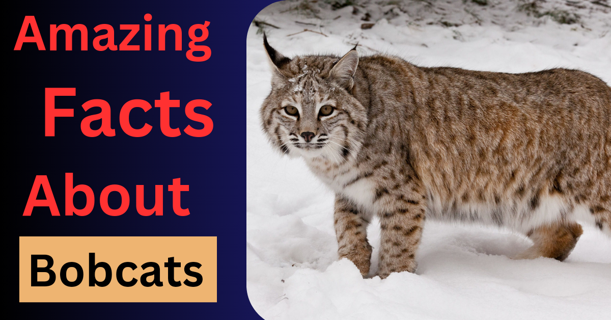 Amazing Facts About Bobcats