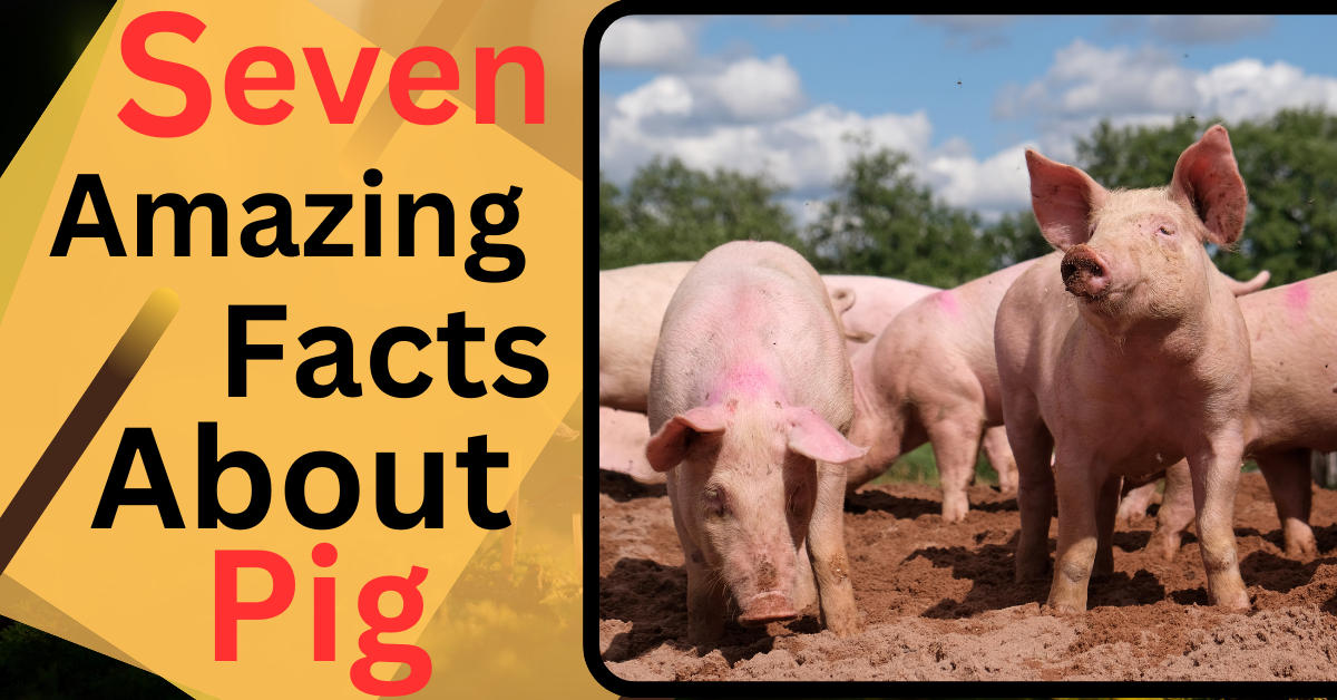 Seven Amazing Facts About Pig