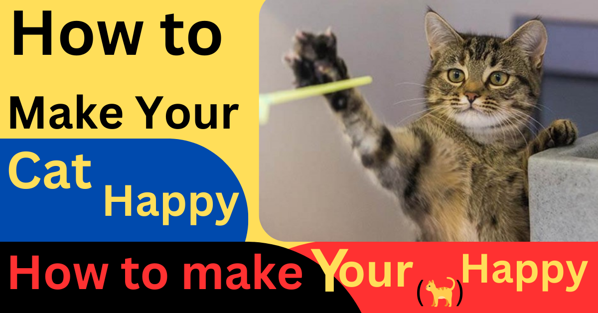 How To Make Your Cat Happy