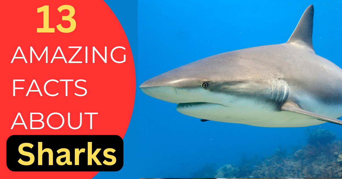 Amazing Facts About Sharks