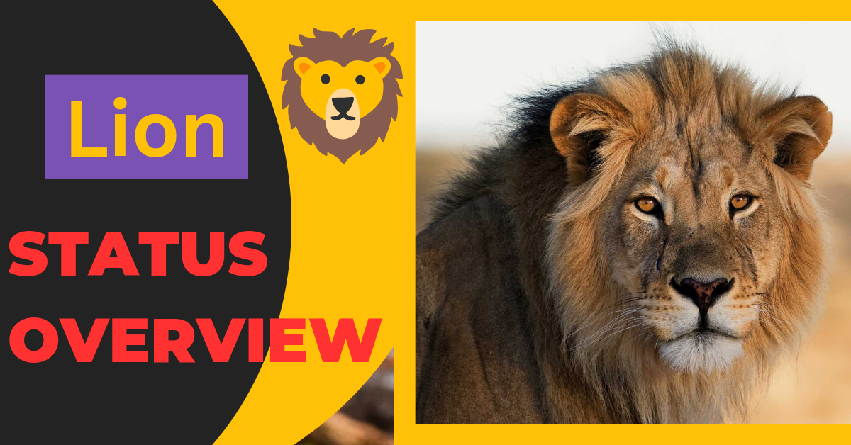 Carnivore Lion Status Overview