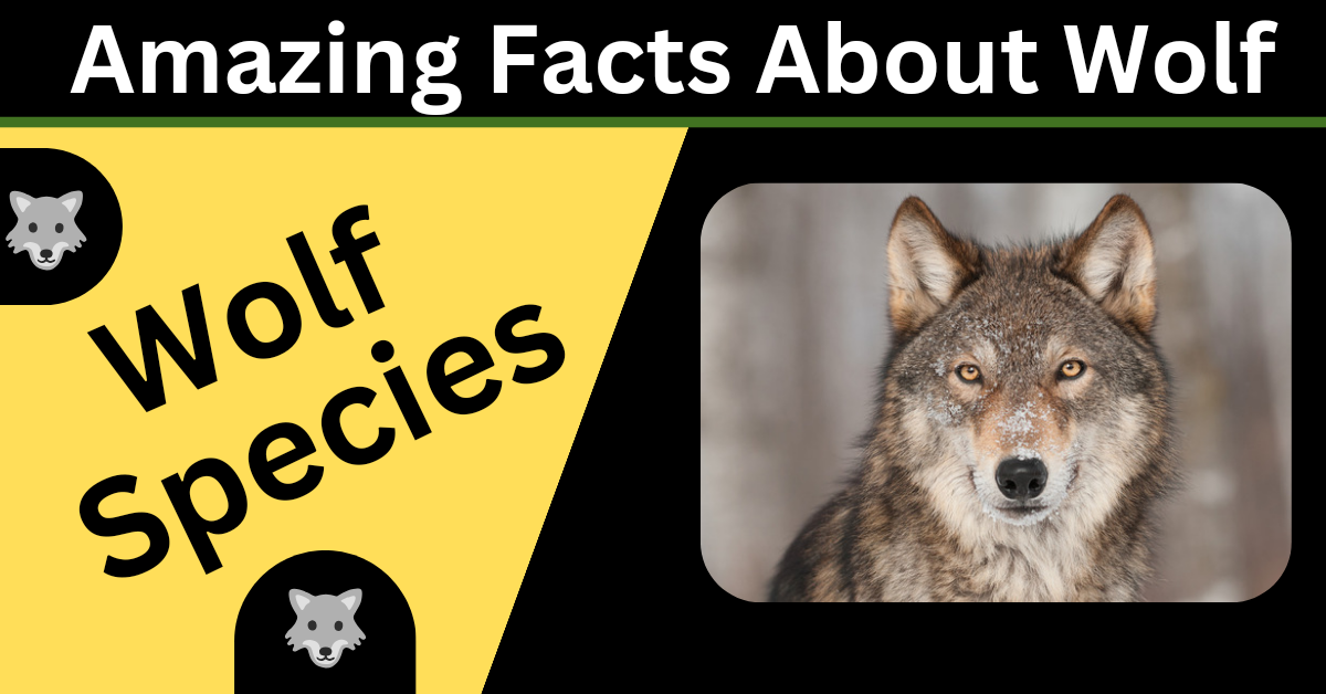 Wolf Species & Amazing Facts