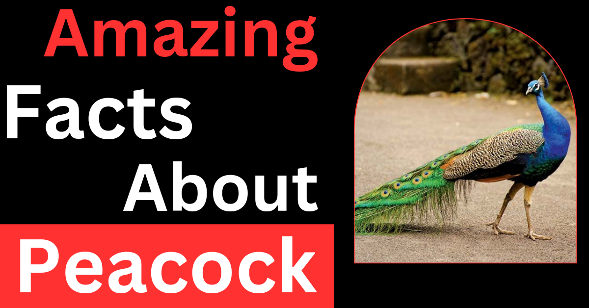 10 Amazing Facts About Peacocks