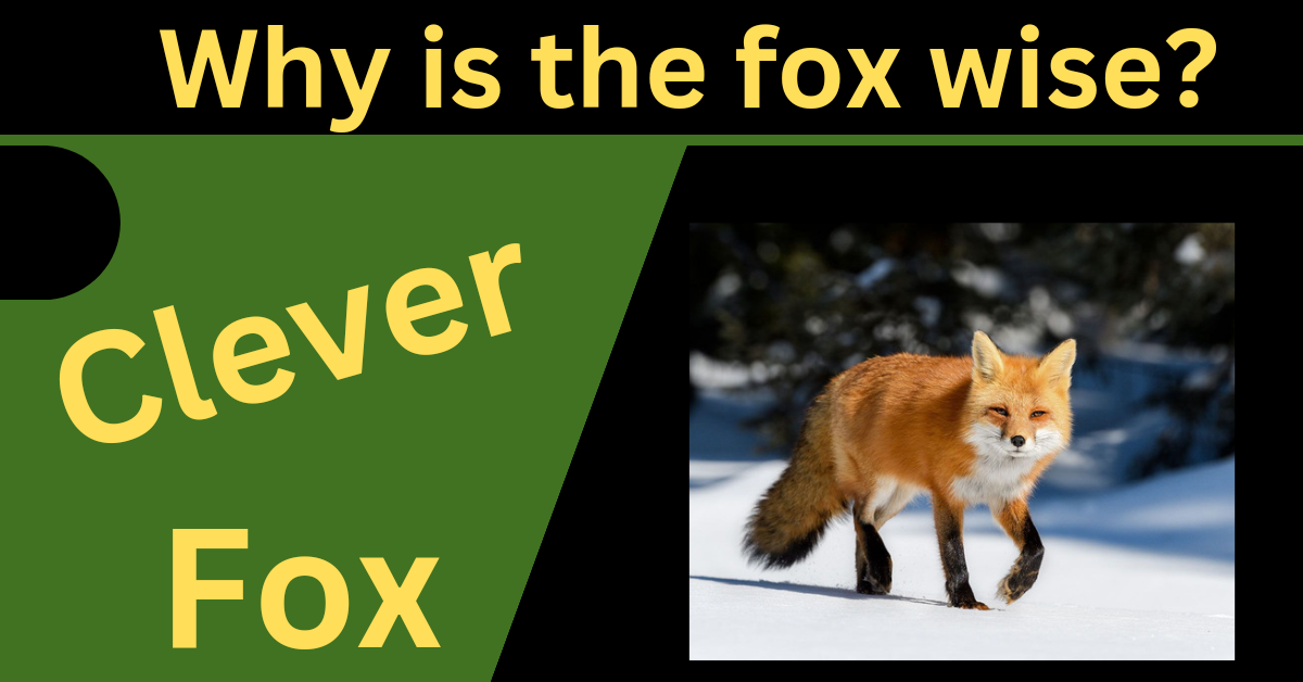 Why Is The Fox Clever