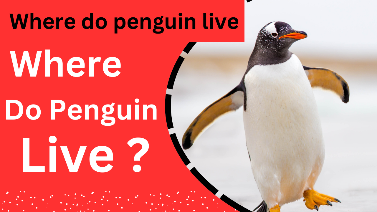 Where Do Penguins Live