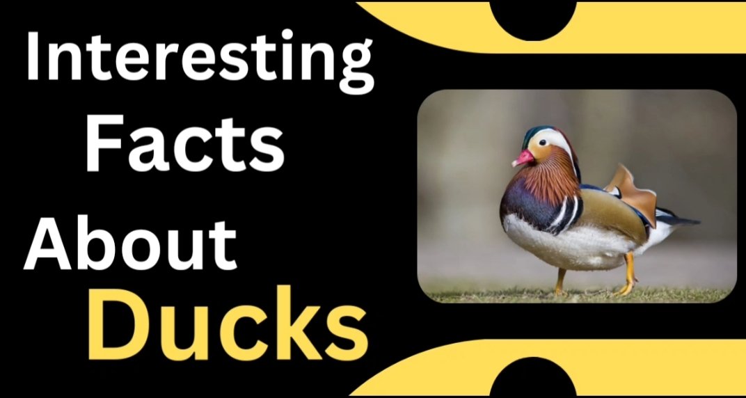 Funny Facts About Ducks