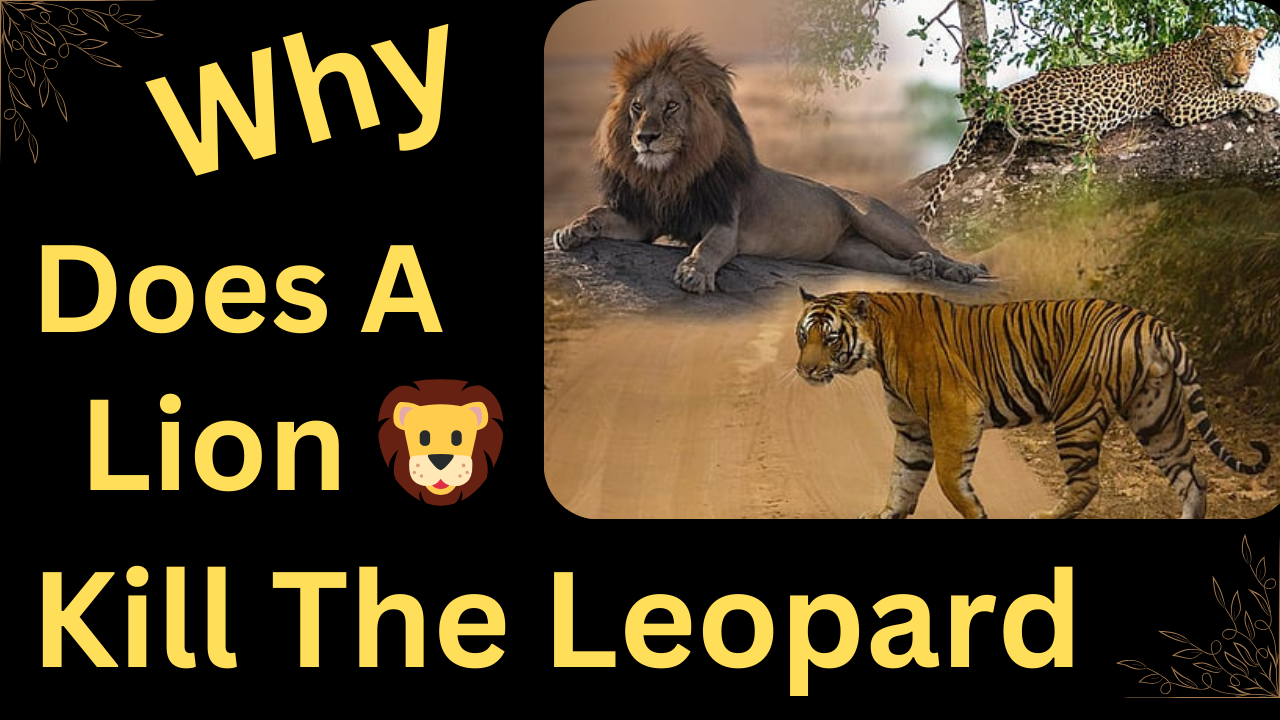 Why does A Lion Kill The Leopard