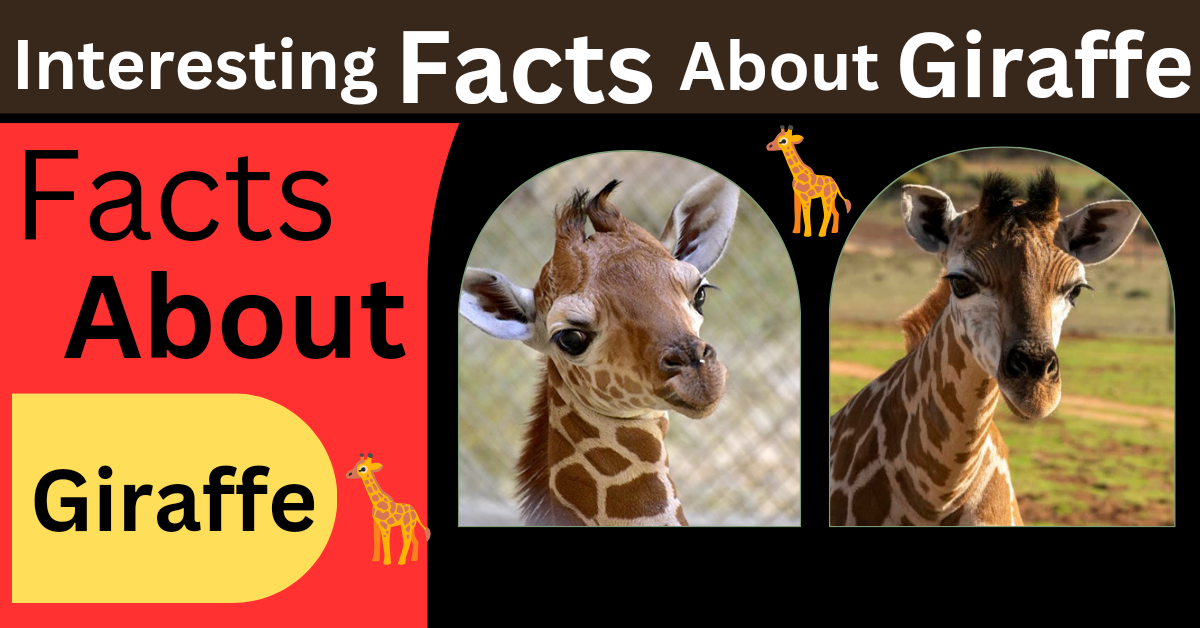 Facts About Giraffe